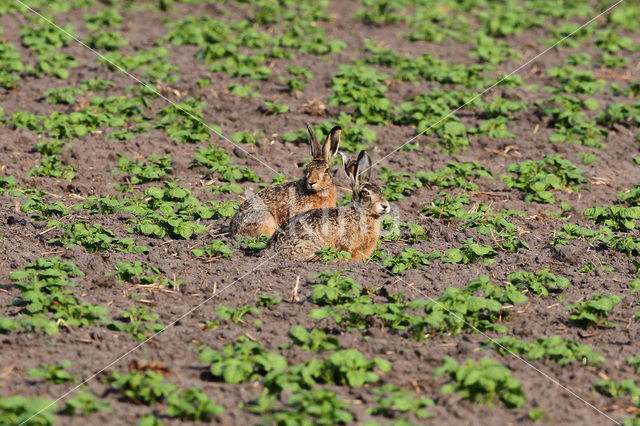 Haas (Lepus europaeus)