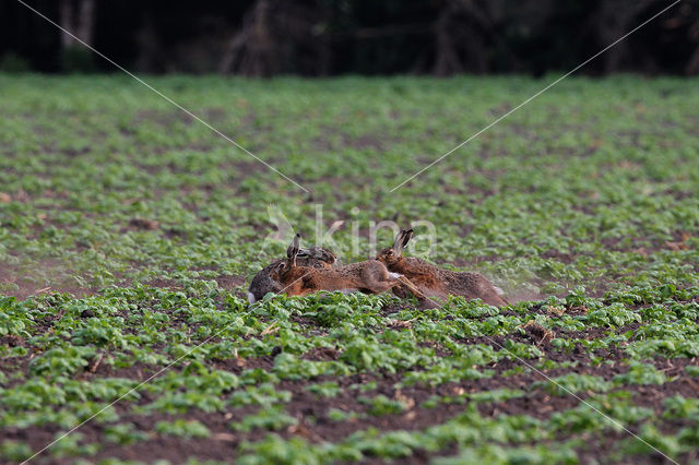 Haas (Lepus europaeus)