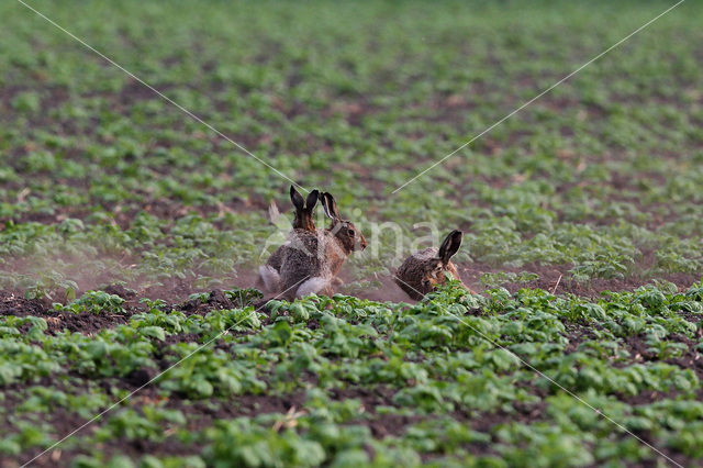 Haas (Lepus europaeus)