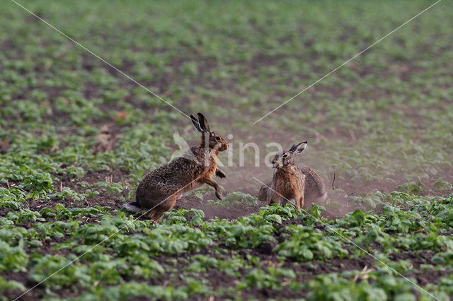 Haas (Lepus europaeus)