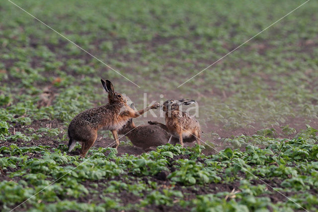 Haas (Lepus europaeus)