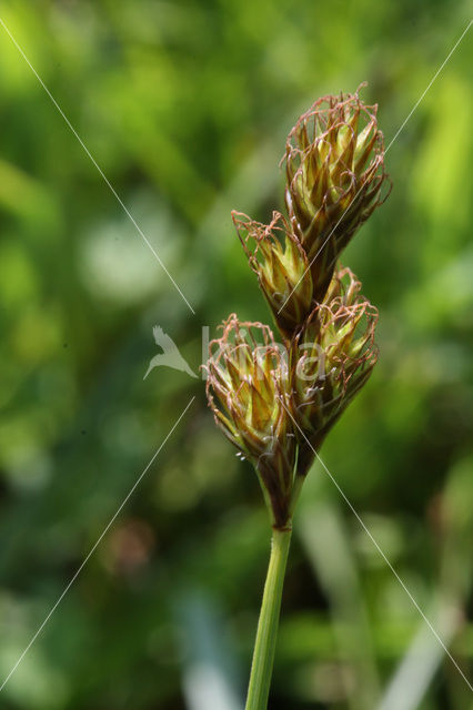 Hazenzegge (Carex ovalis)