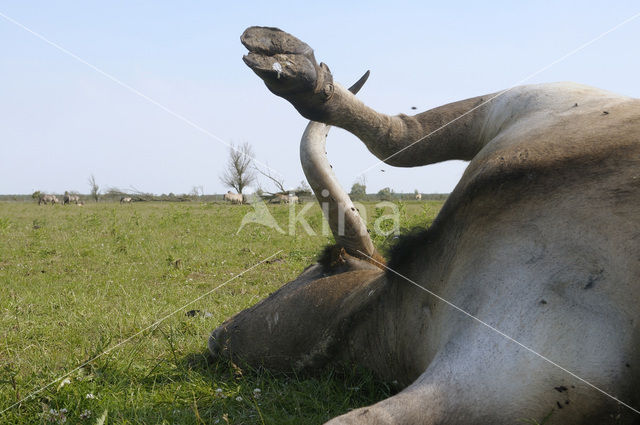 Heck cattle