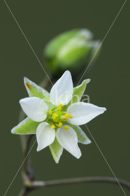 Heidespurrie (Spergula morisonii)