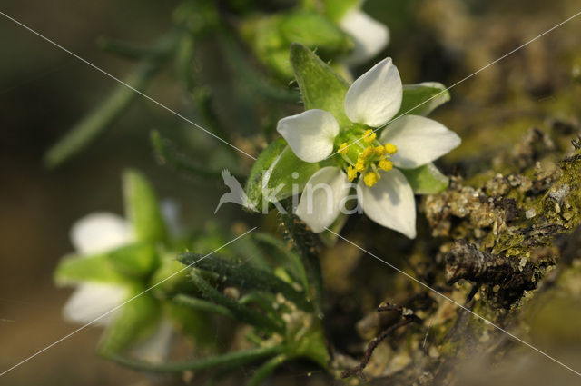 Heidespurrie (Spergula morisonii)