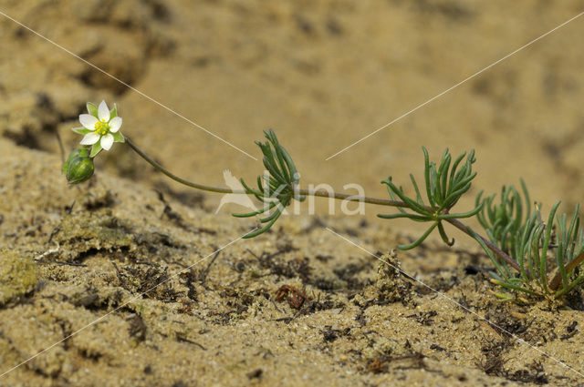 Heidespurrie (Spergula morisonii)