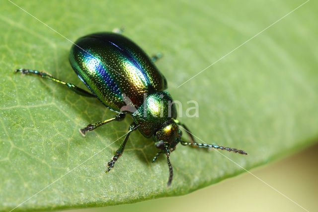 Hennepnetelgoudhaantje (Chrysolina fastuosa)