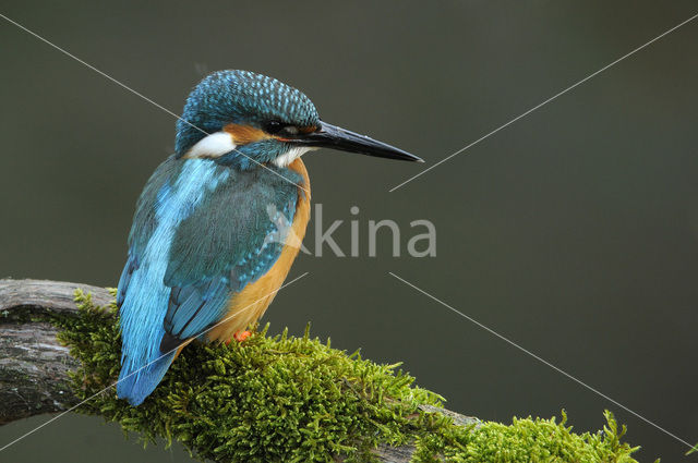 IJsvogel (Alcedo atthis)