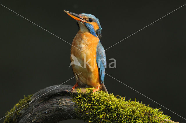 IJsvogel (Alcedo atthis)