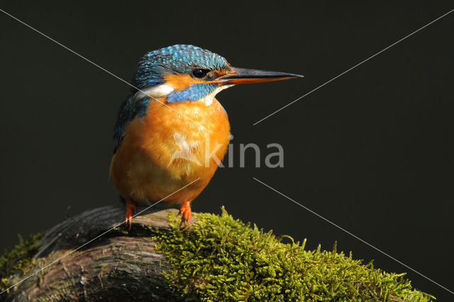 IJsvogel (Alcedo atthis)