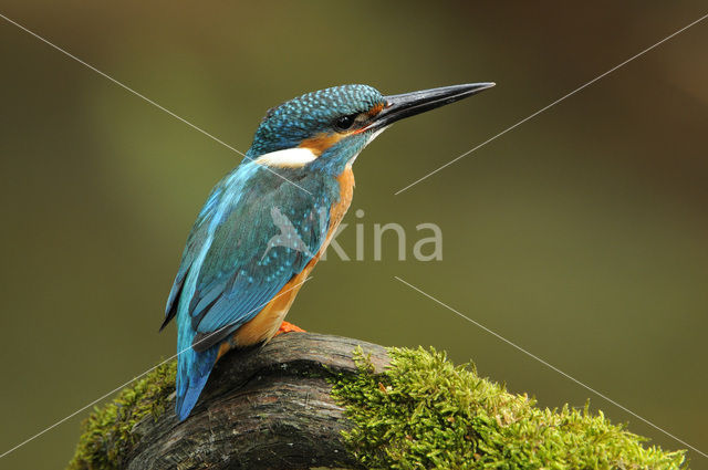 IJsvogel (Alcedo atthis)