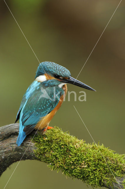 IJsvogel (Alcedo atthis)