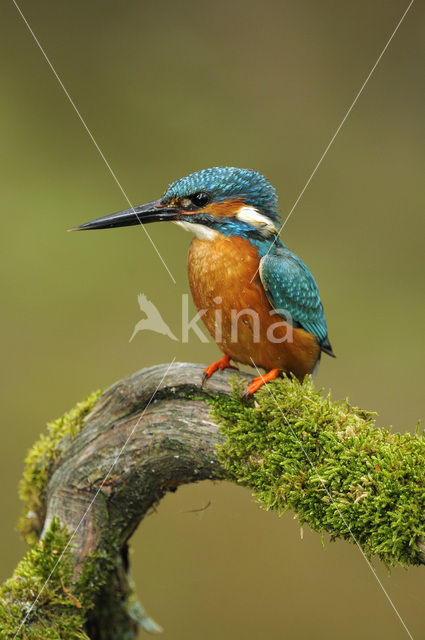 IJsvogel (Alcedo atthis)