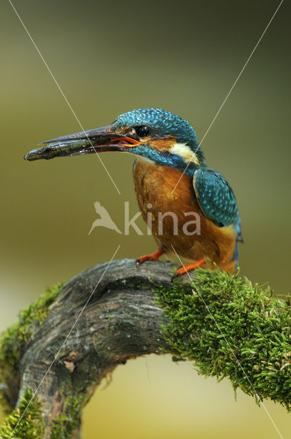 IJsvogel (Alcedo atthis)