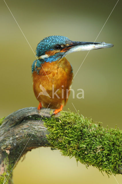 IJsvogel (Alcedo atthis)