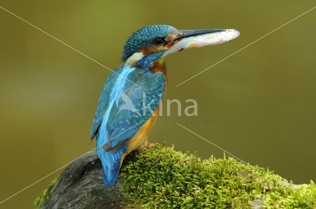 IJsvogel (Alcedo atthis)