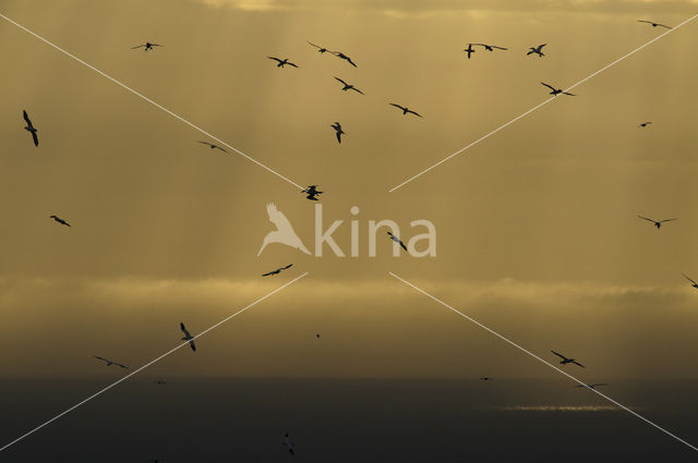 Northern Gannet (Morus bassanus)