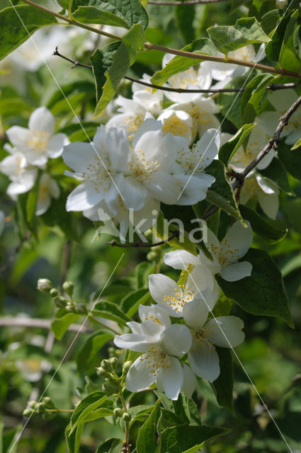 Jasmijn (Philadelphus)