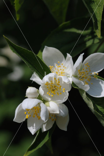 Jasmijn (Philadelphus)