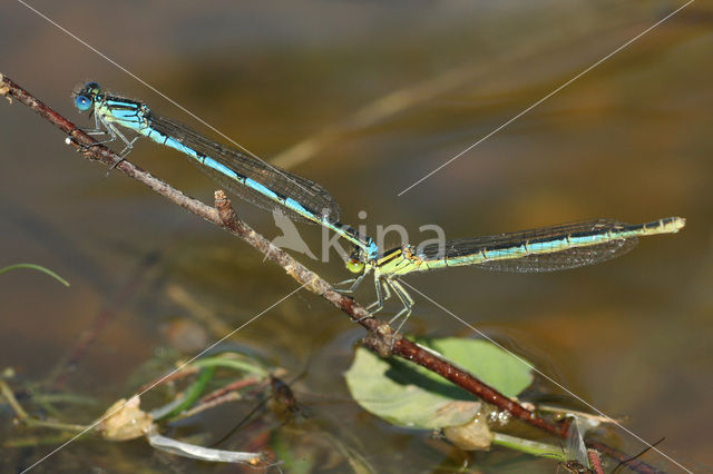 Kanaaljuffer (Erythromma lindenii)