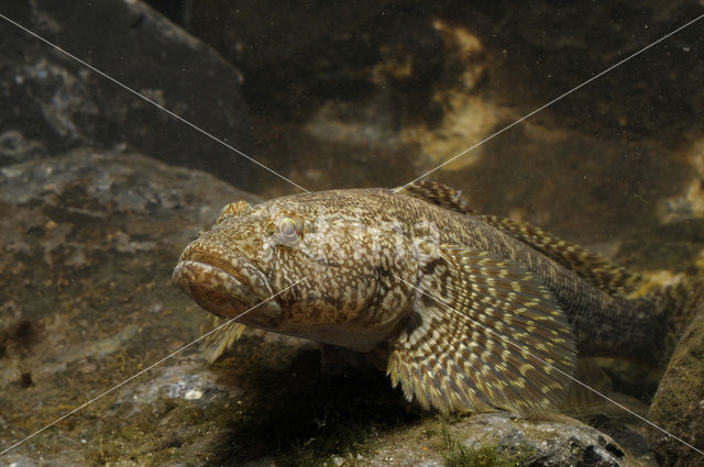 Kessler’s Grondel (Neogobius kessleri)