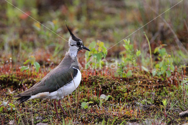 Kievit (Vanellus vanellus)