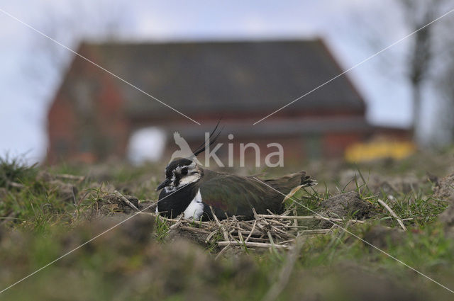 Kievit (Vanellus vanellus)