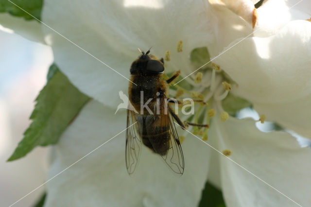 Kleine bijvlieg (Eristalis arbustorum)