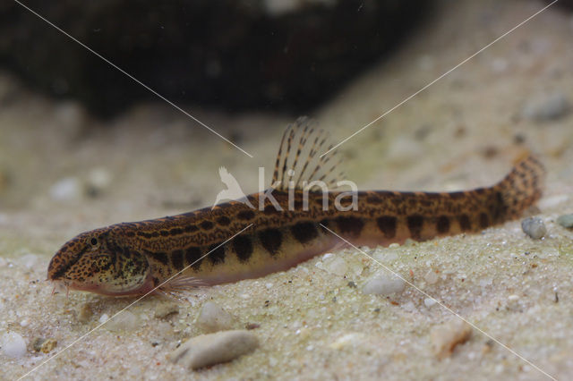 Kleine modderkruiper (Cobitis taenia)