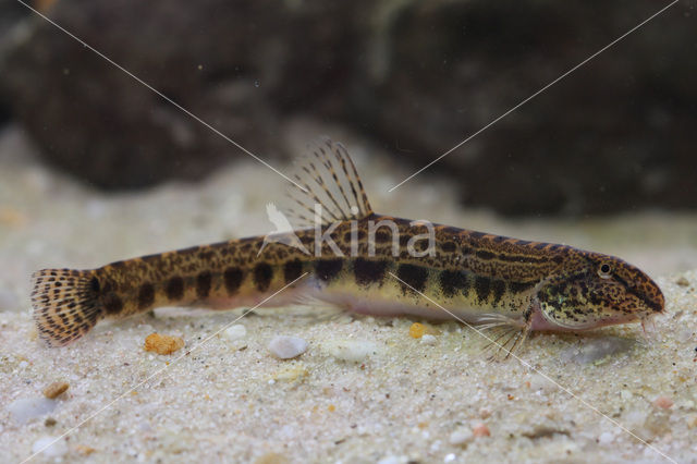 Kleine modderkruiper (Cobitis taenia)