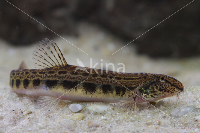 Kleine modderkruiper (Cobitis taenia)