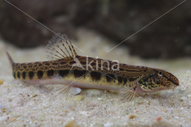 Kleine modderkruiper (Cobitis taenia)