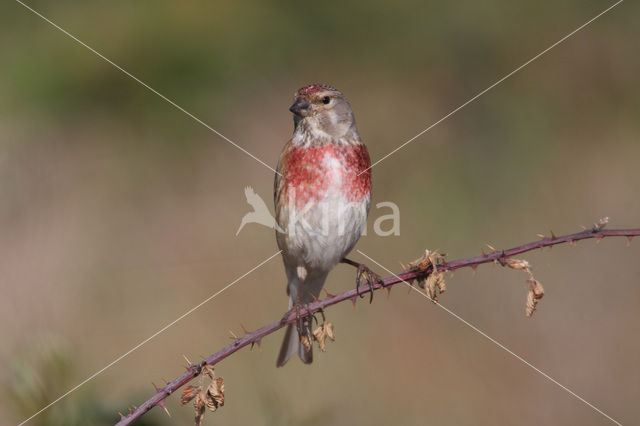 Kneu (Carduelis cannabina)