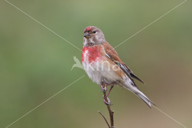 Kneu (Carduelis cannabina)