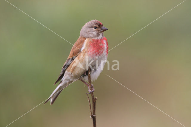 Kneu (Carduelis cannabina)