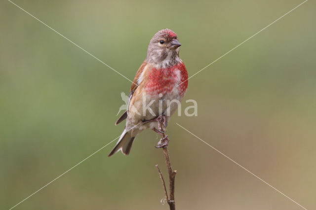 Kneu (Carduelis cannabina)