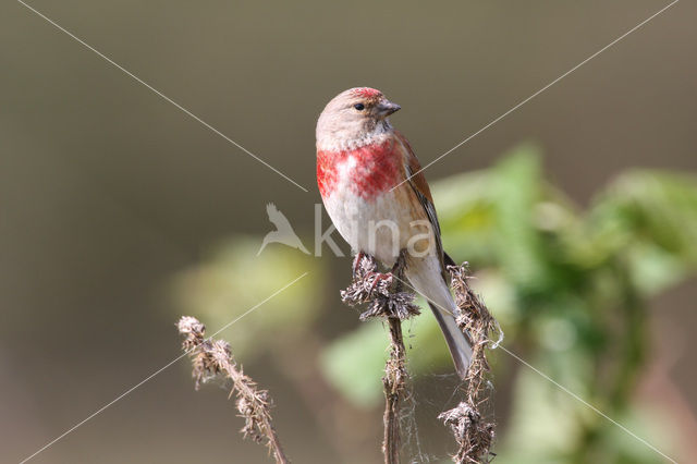 Kneu (Carduelis cannabina)