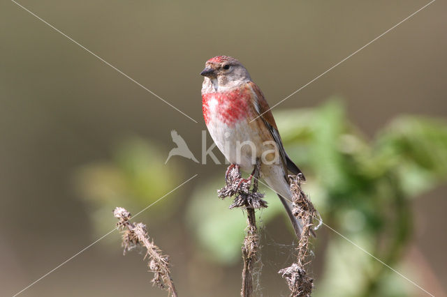 Kneu (Carduelis cannabina)