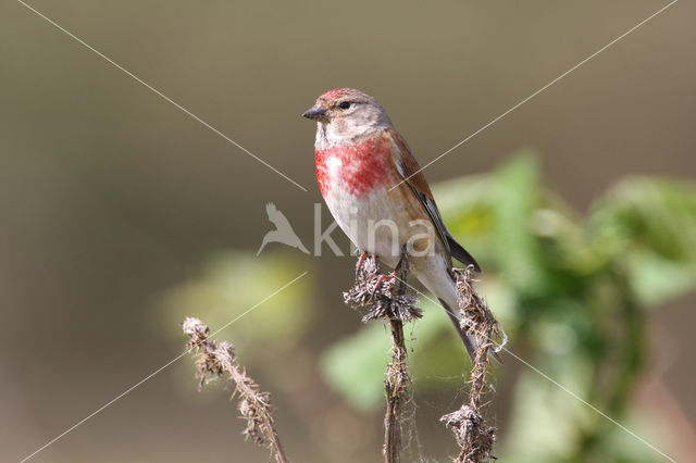 Kneu (Carduelis cannabina)