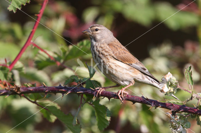 Kneu (Carduelis cannabina)