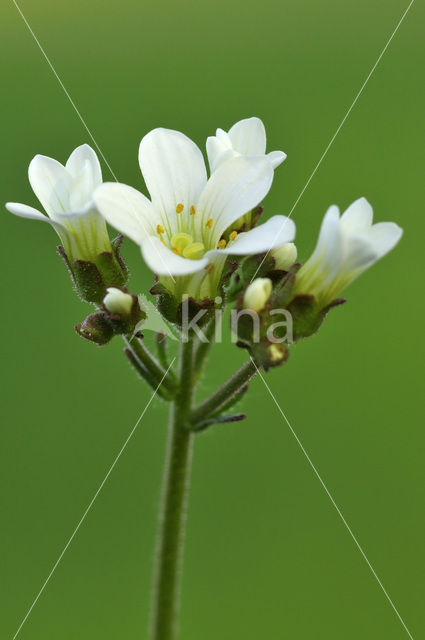 Knolsteenbreek (Saxifraga granulata)