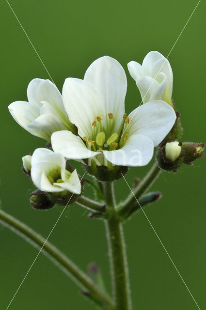 Knolsteenbreek (Saxifraga granulata)