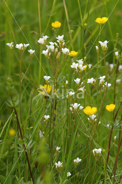 Knolsteenbreek (Saxifraga granulata)