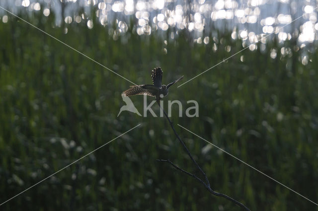 Common Cuckoo (Cuculus canorus)