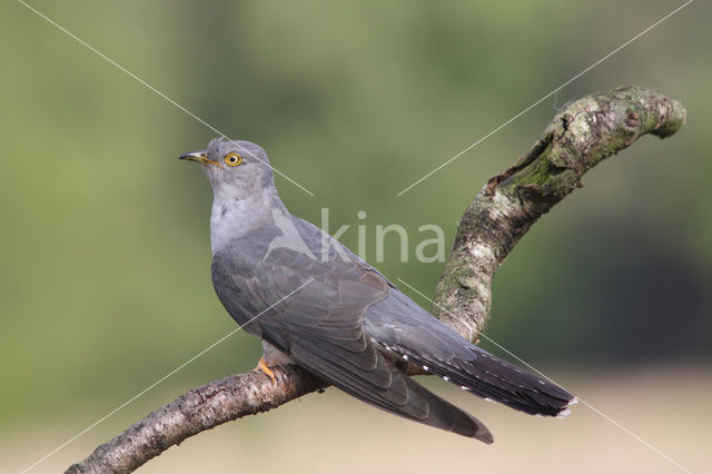 Common Cuckoo (Cuculus canorus)