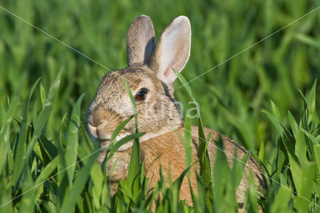 Konijn (Oryctolagus cuniculus)