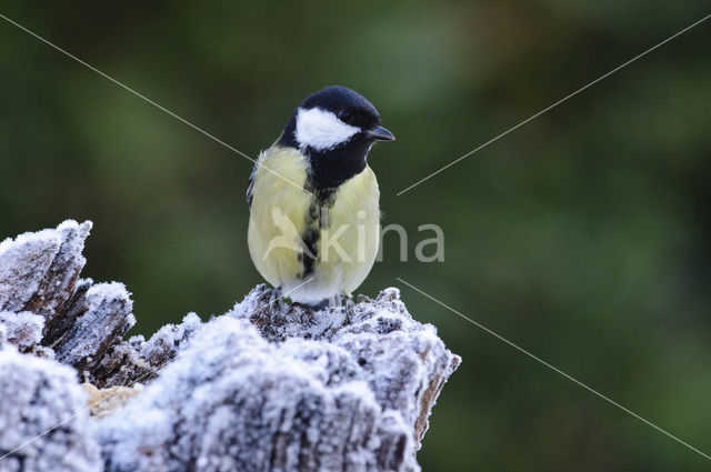 Koolmees (Parus major)