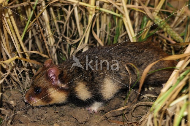 Korenwolf (Cricetus cricetus)