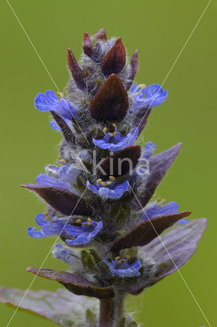 Kruipend zenegroen (Ajuga reptans)