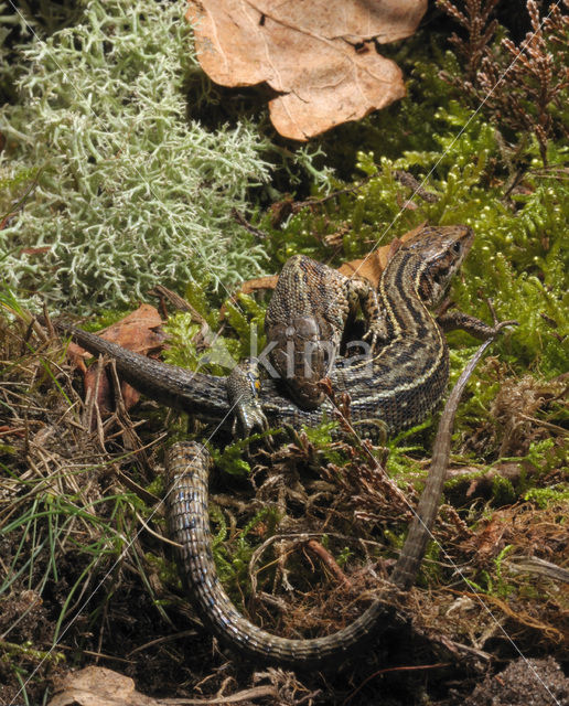 Levendbarende hagedis (Zootoca vivipara)